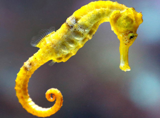 bright yellow seahorse
