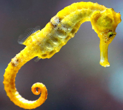 bright yellow seahorse