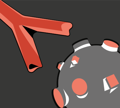 antibody antigen binding