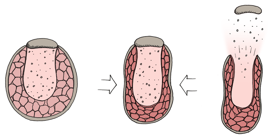 Sphagnum moss aerosolisation