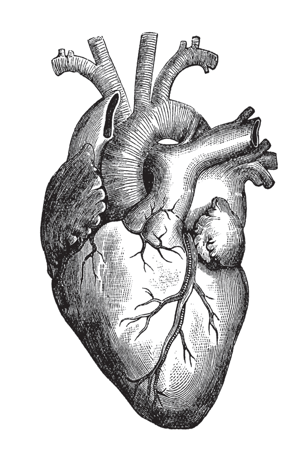 a-change-of-heart-beating-heart