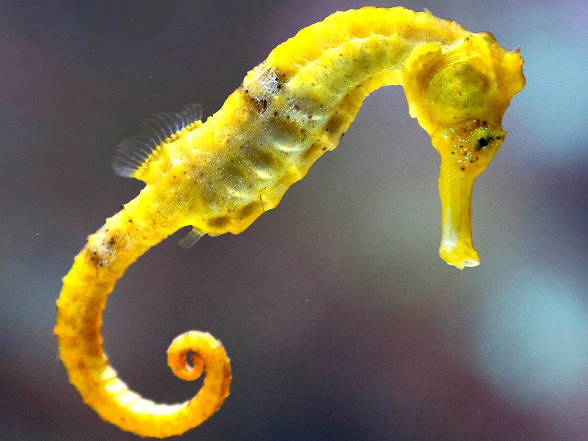 Seahorse